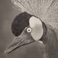 Lumerians : Transmissions from Telos Vol. 4 Lumerians : Transmissions from Telos Vol. 4